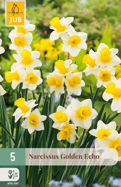 5 narcissus golden echo