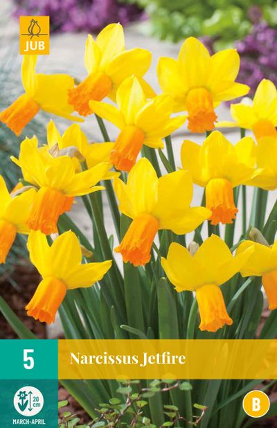 5 narcisses jetfire