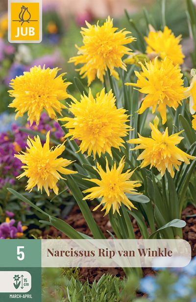 5 narcissus rip van winkle