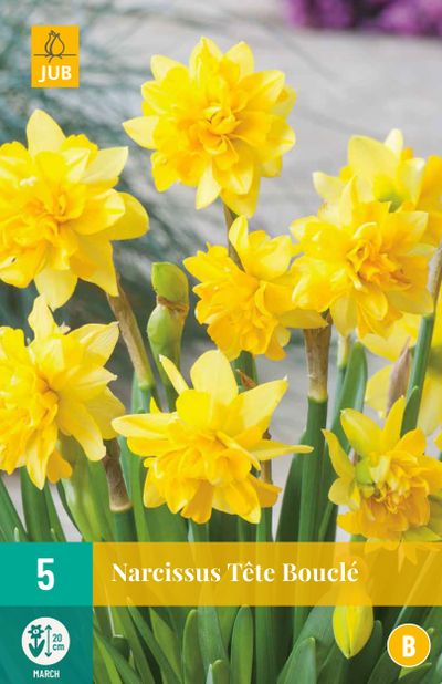 5 narcisses tête bouclé