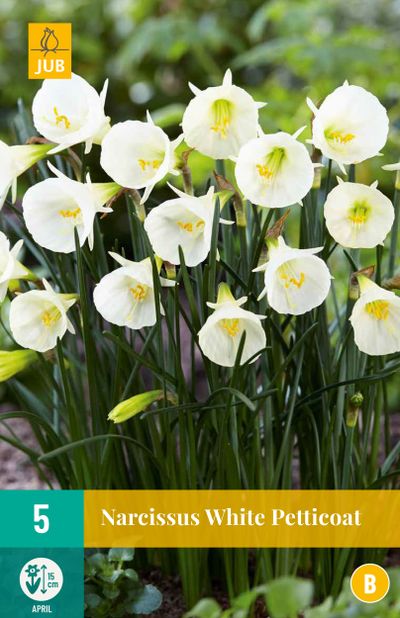 5 narcissus white petticoat