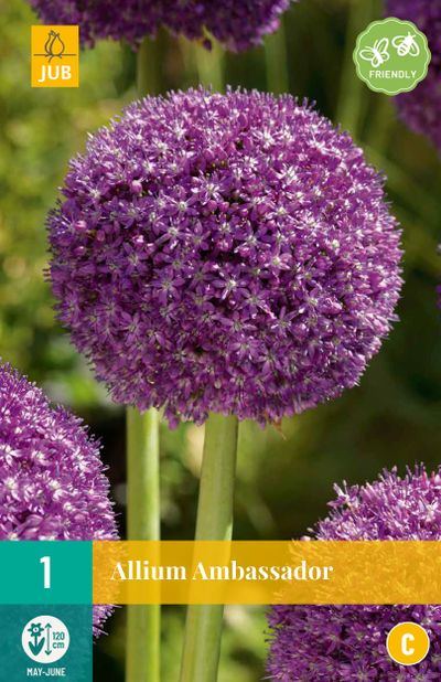 1 allium ambassador