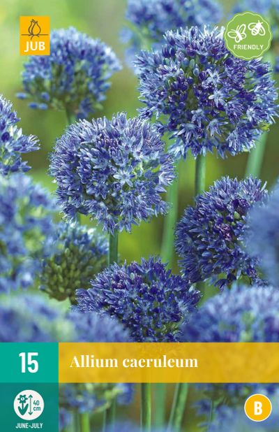 15 allium caeruleum
