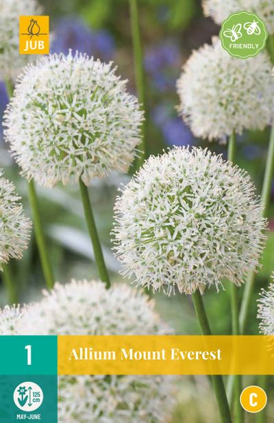 1 allium mount everest
