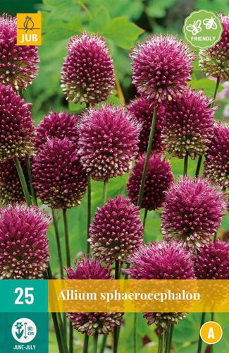 25 allium sphaerocephalon