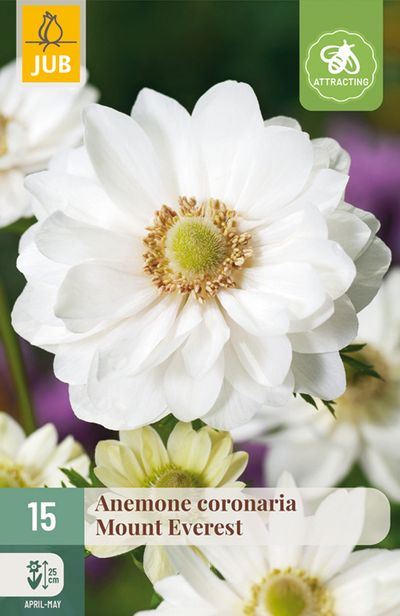 15 anemone coronaria mount everest