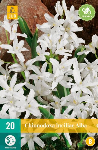 20 chionodoxa luciliae alba