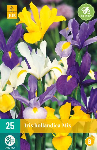 25 bulbes à fleurs iris hollandica mix