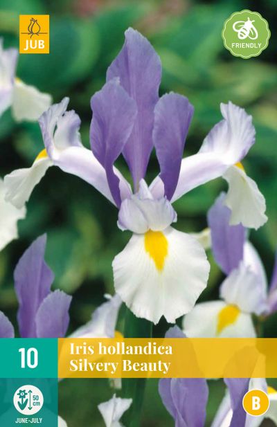 10 bulbes à fleurs iris hollandica silvery beauty