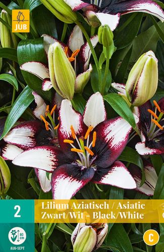 2 lilium aziatisch zwart-wit