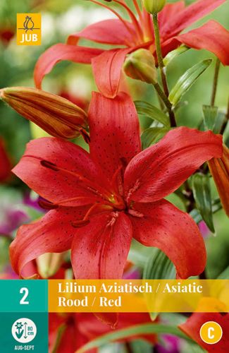 2 bloembollen lilium aziatisch rood