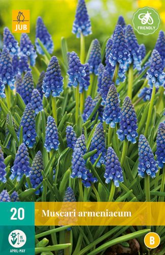 20 muscari armeniacum