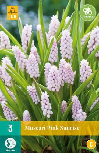 3 muscari pink sunrise
