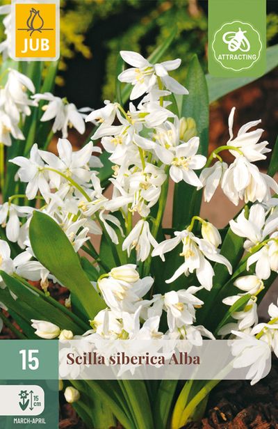 15 scilla siberica alba