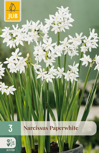 3 narcissus paperwhite