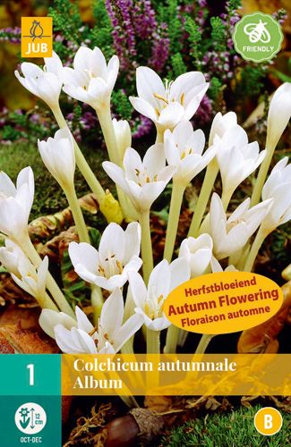 1 bloembol colchicum autumnale album