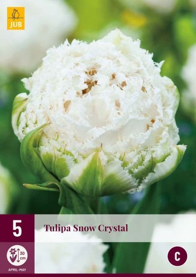 5 bulbes à fleurs tulipe snow crystal