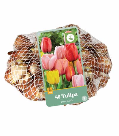 40 tulipa darwin hybride mix