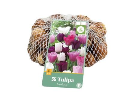 35 tulipa pastel mix
