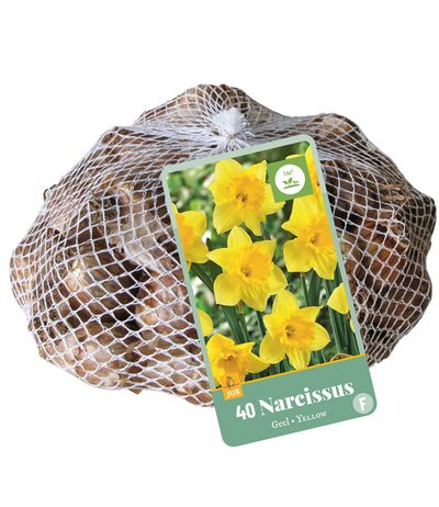40 narcissus jaune