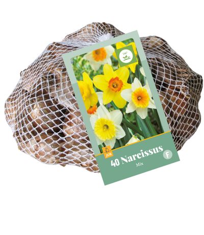 40 narcisses mix