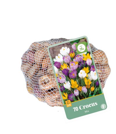 70 crocus mix