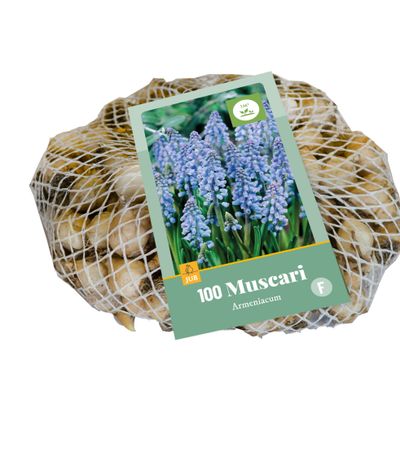 100 muscari armeniacum