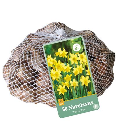 50 narcissus tête-à-tête