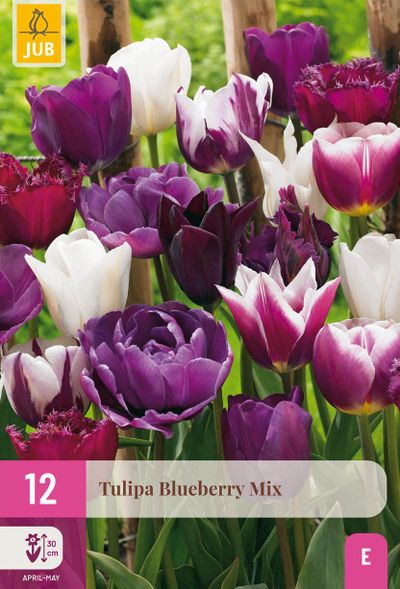 12 tulipa blueberry mix