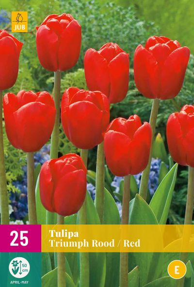 25 bulbes à fleurs tulipe triomphe rouge