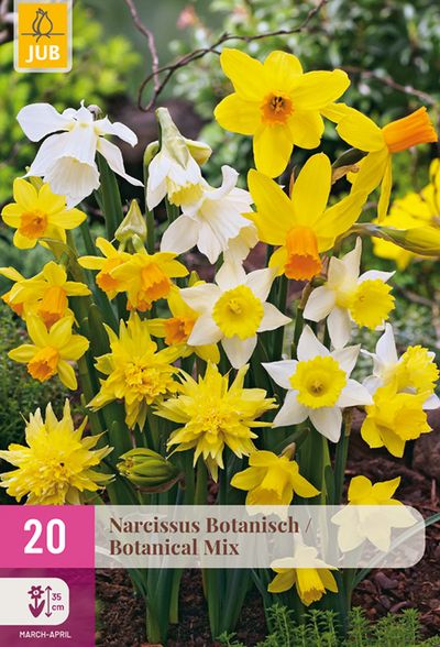 20 narcissus botanique mix