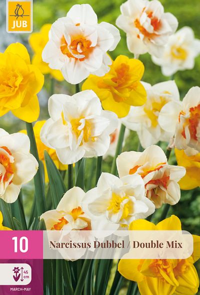 10 narcissus double mix