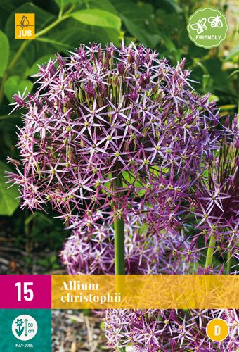 15 allium christophii