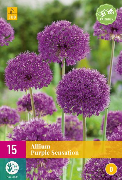 15 bulbes à fleurs allium purple sensation