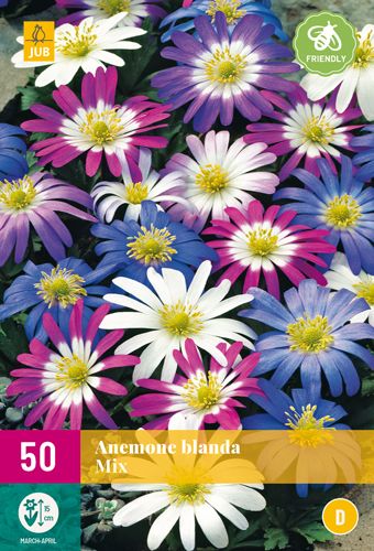 50 bulbes à fleurs anemone blanda mix