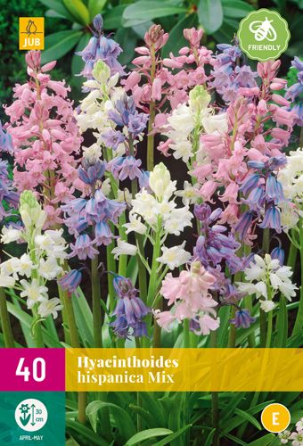 40 bloembollen hyacinthoides hispanica mix