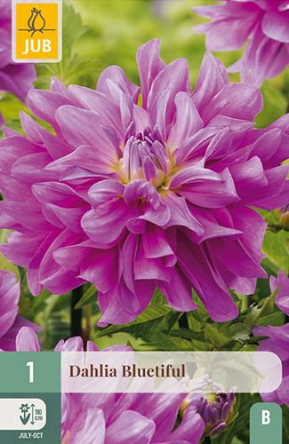 1 dahlia 'bluetiful'