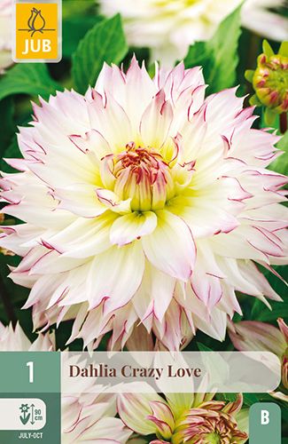 1 dahlia 'crazy love'
