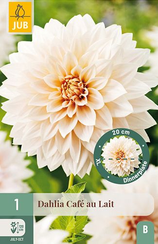 1 dahlia 'café au lait'