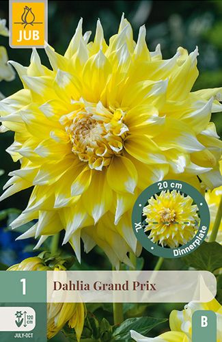 1 dahlia 'grand prix'