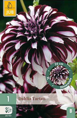 1 dahlia 'tartan'
