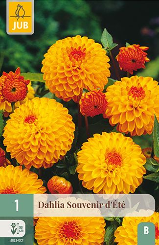 1 dahlia 'souvenir d'ete'