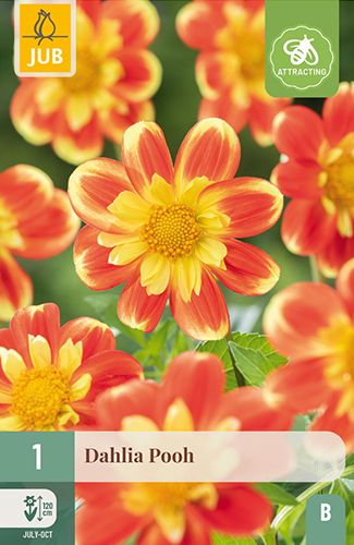 1 dahlia 'pooh'