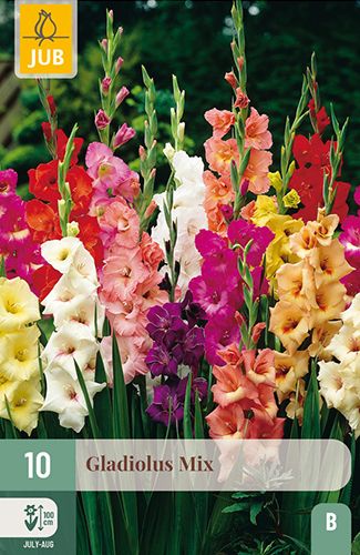 Mélange de 10 glaïeuls à grandes fleurs