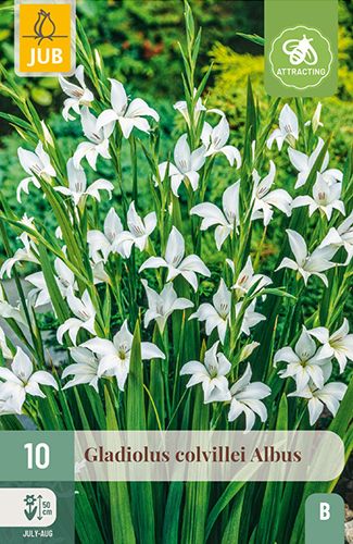 10 gladiolus colvillei 'albus'
