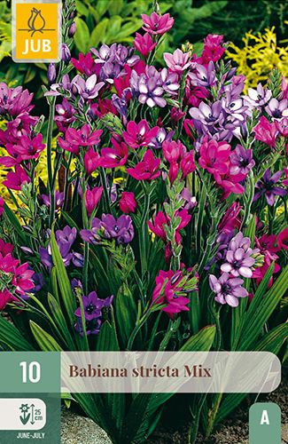 10 babiana stricta mix