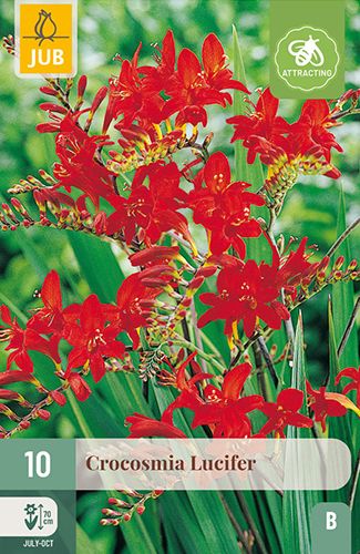 10 crocosmia 'lucifer'