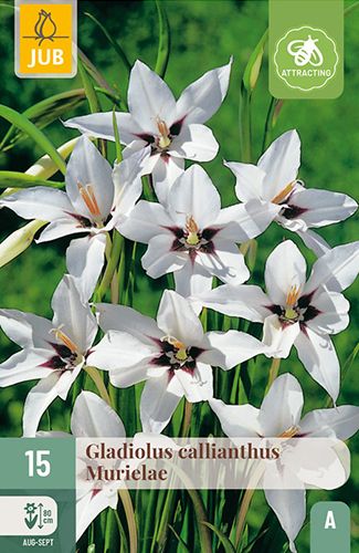 15 gladiolus callianthus (acidanthera)