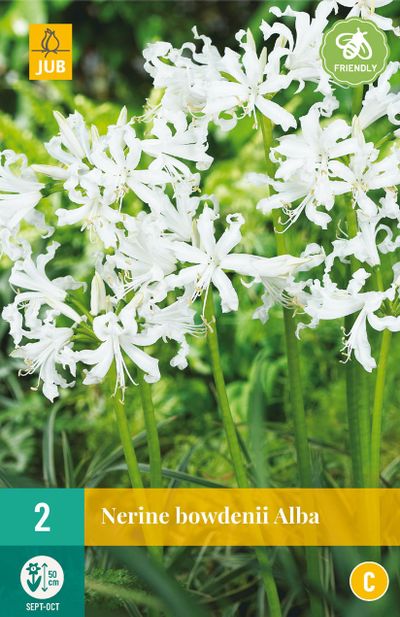 2 bloembollen nerine bowdenii alba