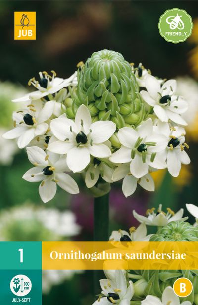 1 bloembol ornithogalum saundersiae